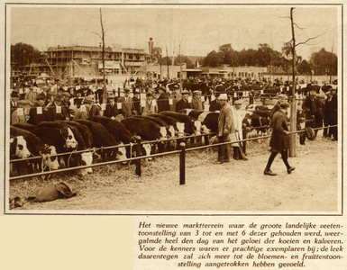 300566 Afbeelding van enkele koeien op de Vee- en Slagersvaktentoonstelling bij de opening van de Veemarkthal ...